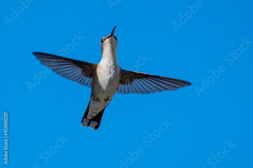 FEMALE RUBY THROATED HUMMINGBIRD - 3