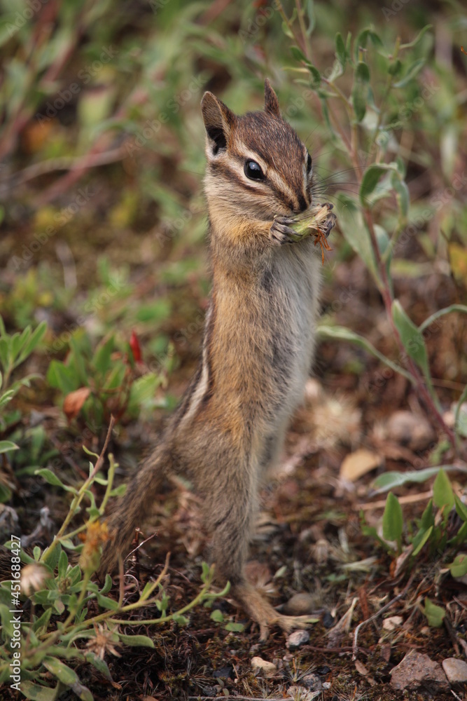 Fototapeta premium A young chipmunk smells and eats small flowers