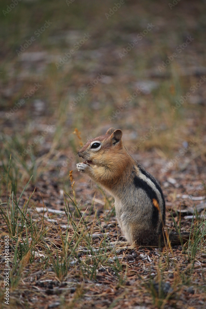 Golden Mantled Ground Squirrel in grass Golden Mantled Ground Squirrel in grass