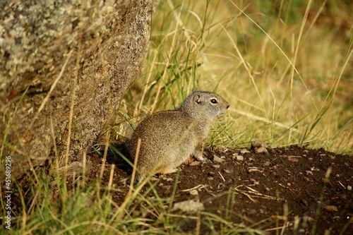 Full body shot of a Wyoming ground squirrel photo