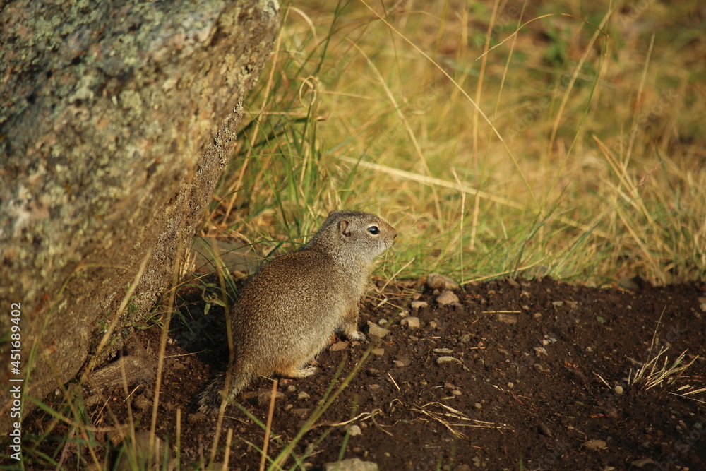 Full body shot of a Wyoming ground squirrel
