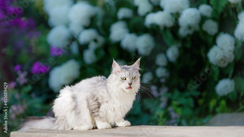 white maine coon cat sitting at flowers background in the garden with funny  displeased, unhappy face