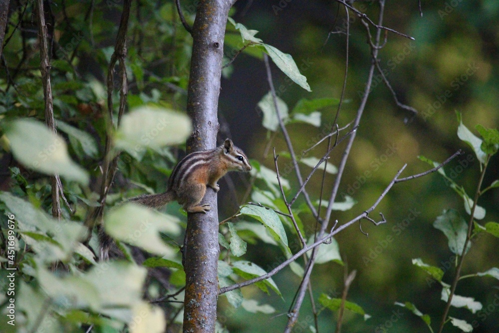 Least chipmunk perching on a branch