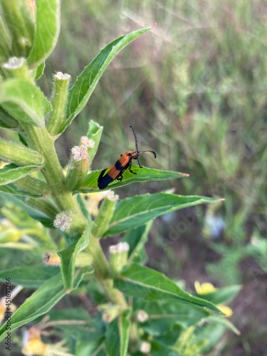 Orange beetle on a wildflower