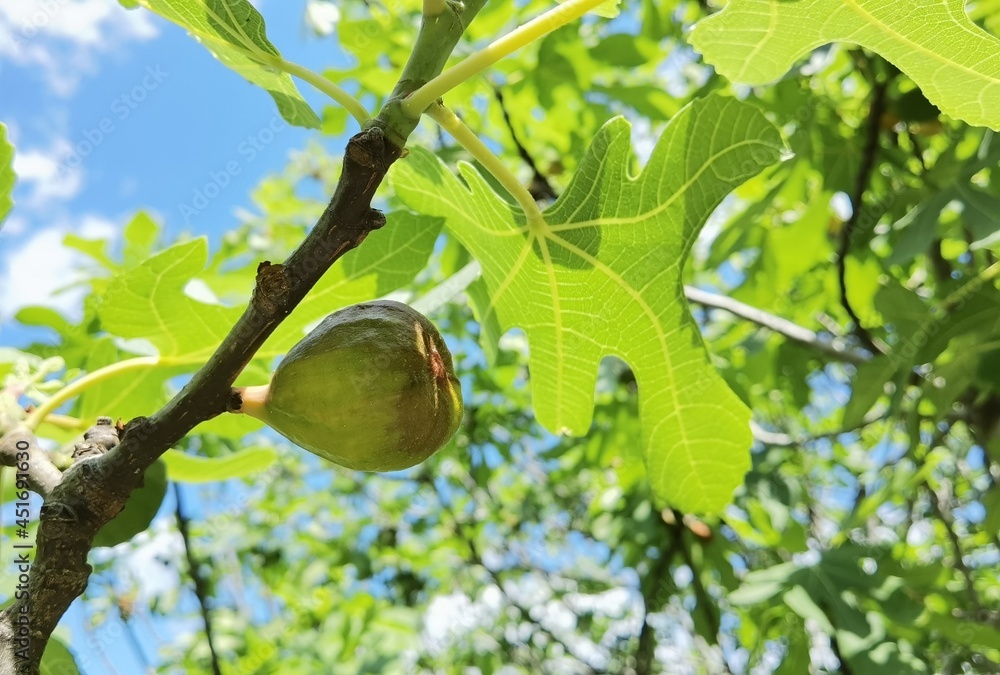 Obraz premium fig on tree