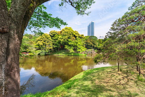 Trunk of a large cherry tree and black pine on the edge of the Japanese Oizumisui pond with in its center a tiny Shintoist Hokora shrine in the Koishikawa Korakuen Park. photo