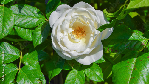 biała róża w ogrodzie