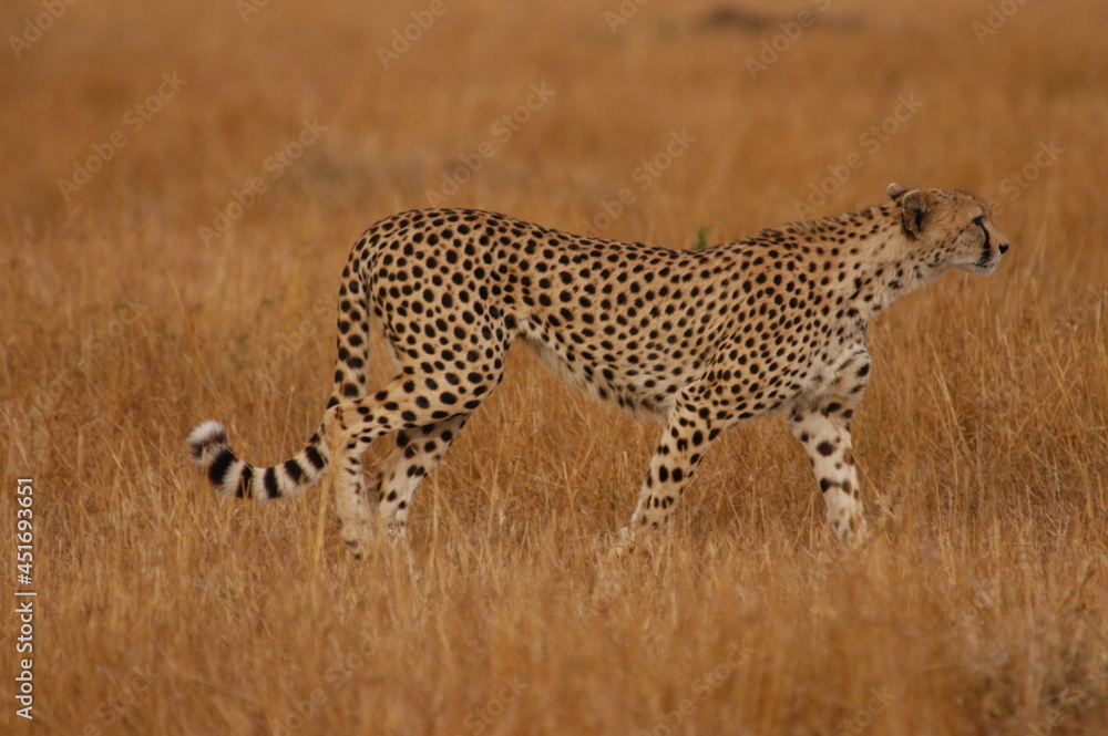 Naklejka premium Cheetah living in Masai Mara, Kenya