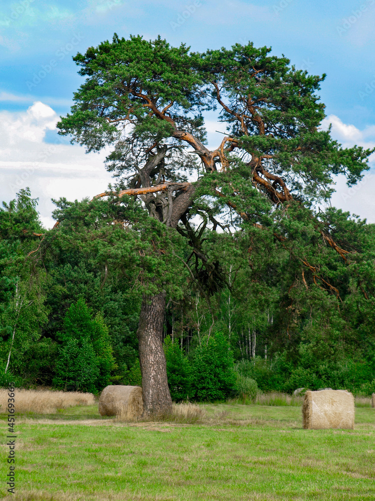Drzewo na polu i bele siana 