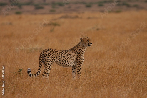 Cheetah living in Masai Mara, Kenya