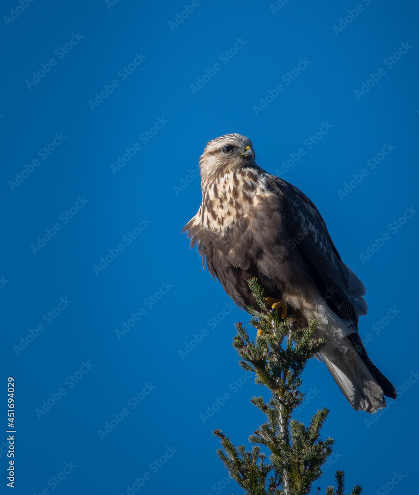 Fototapeta premium Hawk perched on top of tree