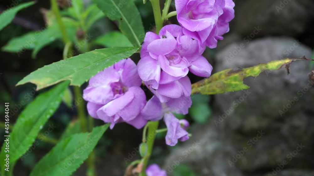Impatiens balsamina (balsam, garden balsam, rose balsam, touch me not, spotted snapweed) with a natural background. Indonesian call it as pacar banyu Impatiens balsamina (balsam, garden balsam, rose balsam, touch me not, spotted snapweed) with a natural background. Indonesian call it as pacar banyu