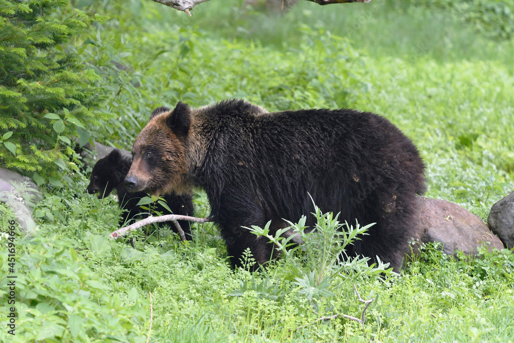 ヒグマの親子(北海道・知床)
ヒグマの親子(北海道・知床)