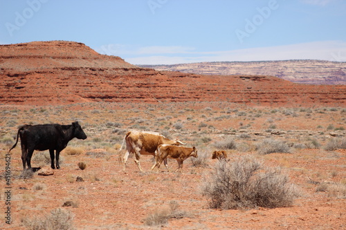 Family of Cows in the Desert
