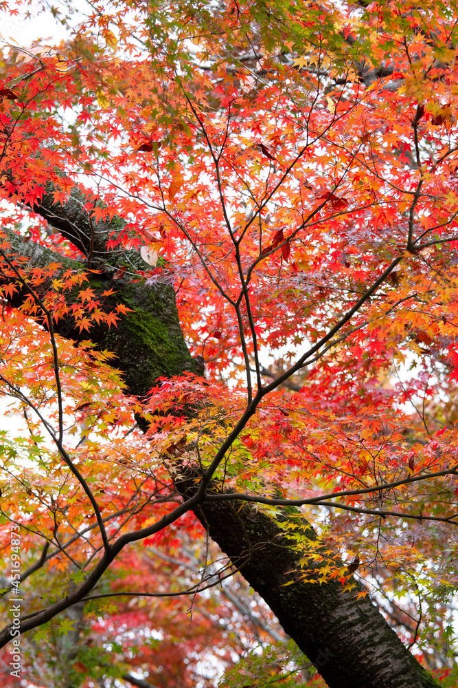 もみじ　紅葉