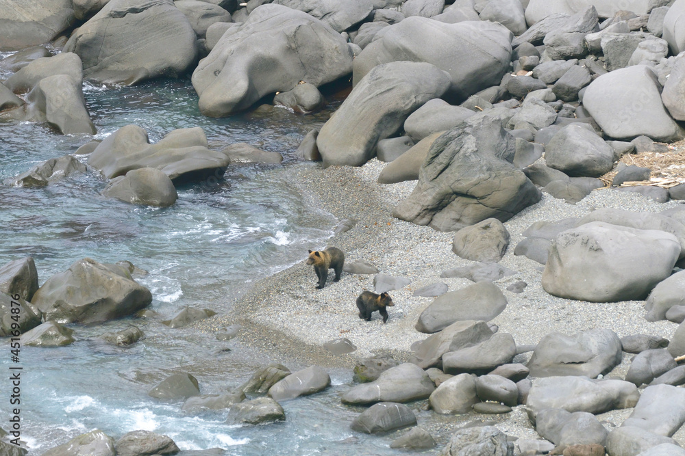 Obraz premium 海岸に現れたヒグマの兄弟（北海道・知床） 