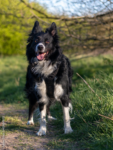 border collie
