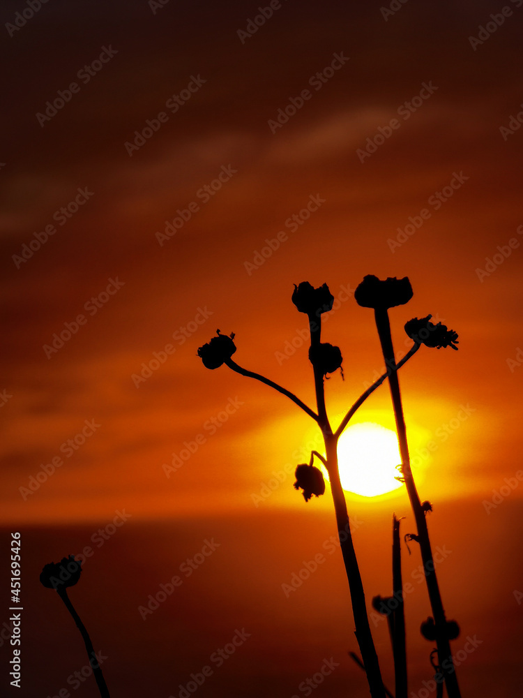 Fototapeta premium flower in the sunset