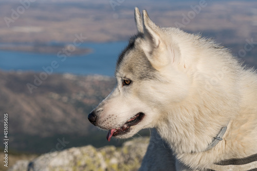 Mi husky observando el paisaje