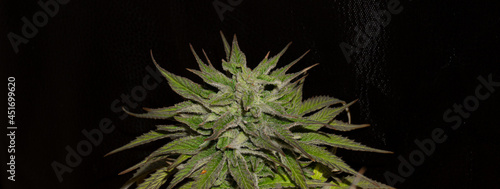 Focused and bright marijuana cups, with lots of resin and odors. Dark background and cannabis theme.