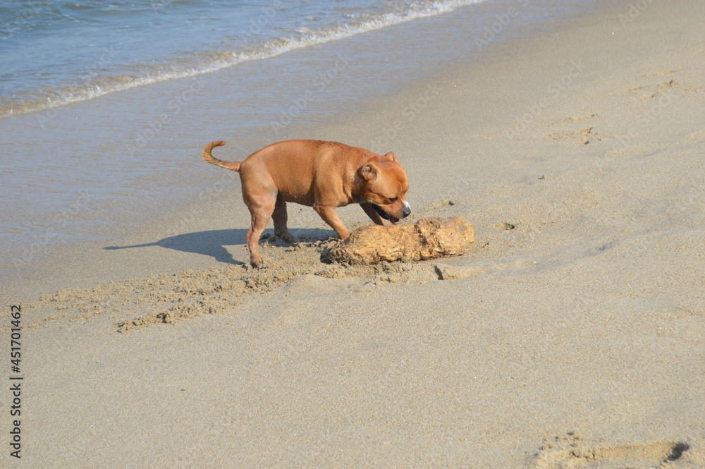 dog on the beach