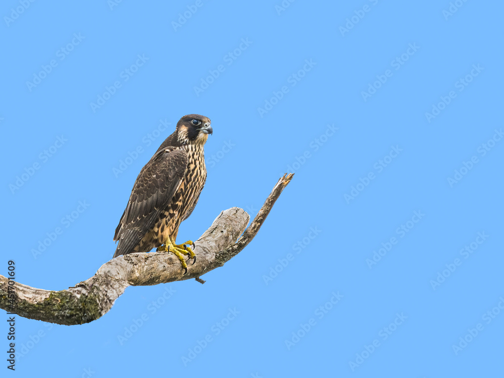 Peregrine Falcon Sitting on Dead Tree Branch on Blue Sky Peregrine Falcon Sitting on Dead Tree Branch on Blue Sky