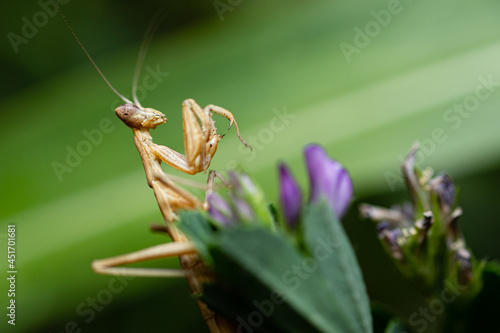 Family Sphondromantis (possibly Spondromantis viridis) praying mantis lurking on green leaf photo