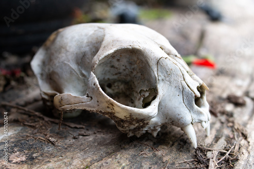 A small sun bleached white skull that likely belonged to a feral cat sitting on a wooden bench, soft-focus. Large eye socket, white fangs, elongated cranium in Ontario, Canada, October. Halloween. © Jade