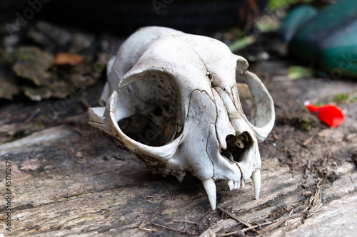 A small sun bleached white skull that likely belonged to a feral cat sitting on a wooden bench, soft-focus. Large eye socket, white fangs, elongated cranium in Ontario, Canada, October. Halloween. photo