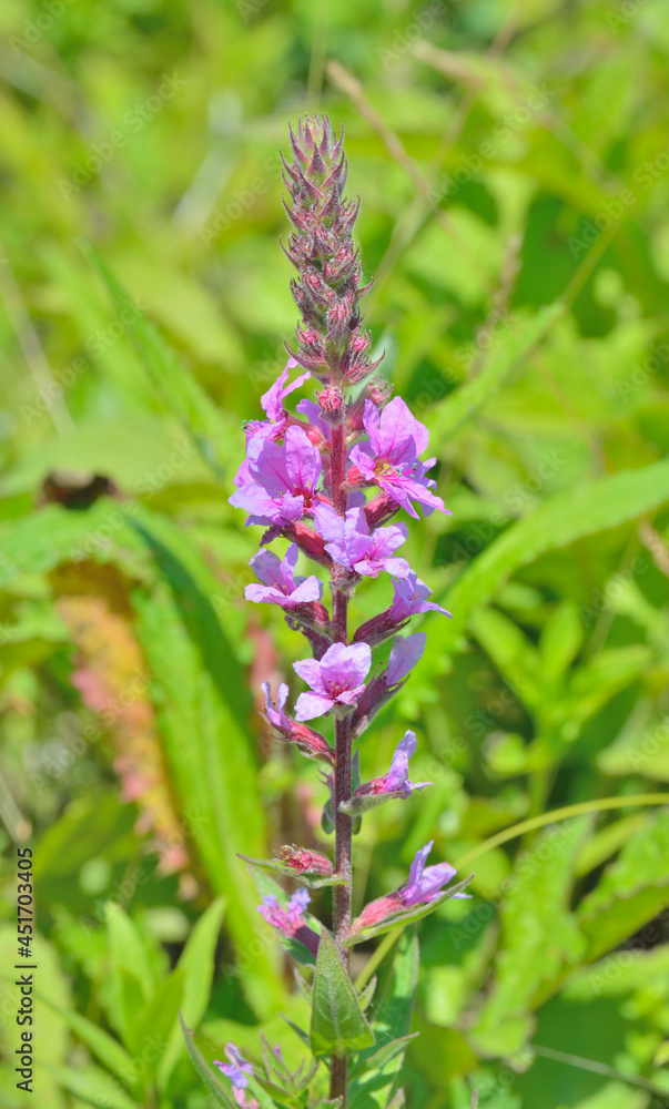 Pink flower (Lythrum intermedium) Pink flower (Lythrum intermedium)