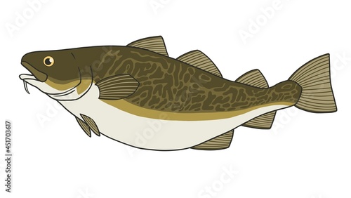 真鱈(マダラ)のイラスト