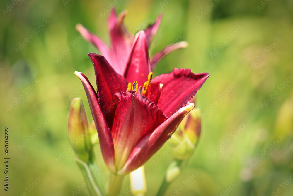 Background side view of a red daylily against blurred green
