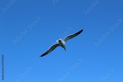 Seagull bright blue sky