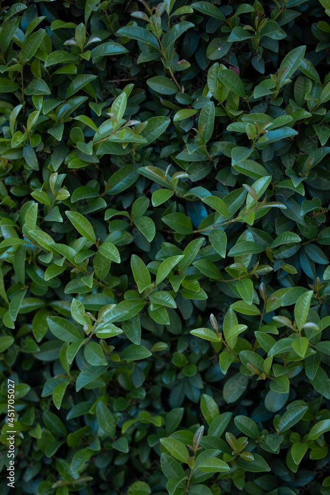 plants trees and more plants trees and more