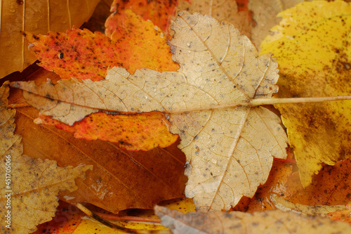 Rain drops on autumn leaves on the forest floor