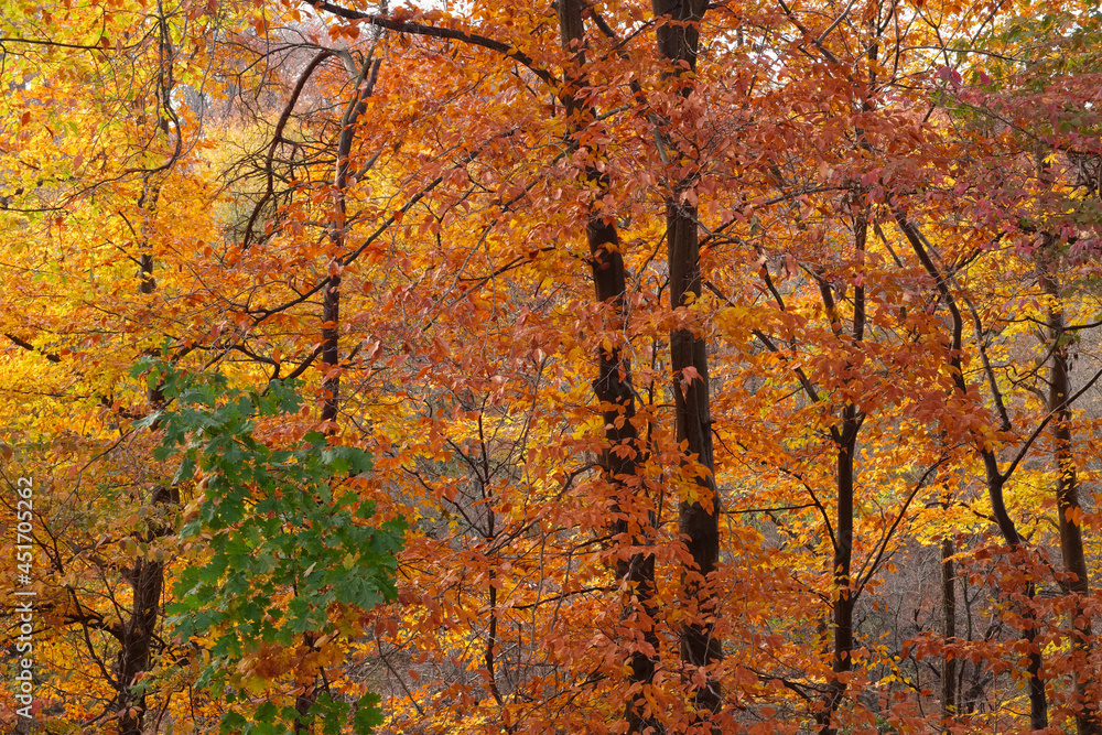 Wet autumn forest backlit by late afternoon sun Wet autumn forest backlit by late afternoon sun