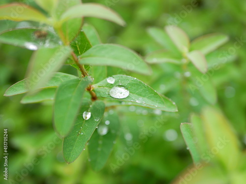 葉の上の水滴 ｗater drops on the leaf05