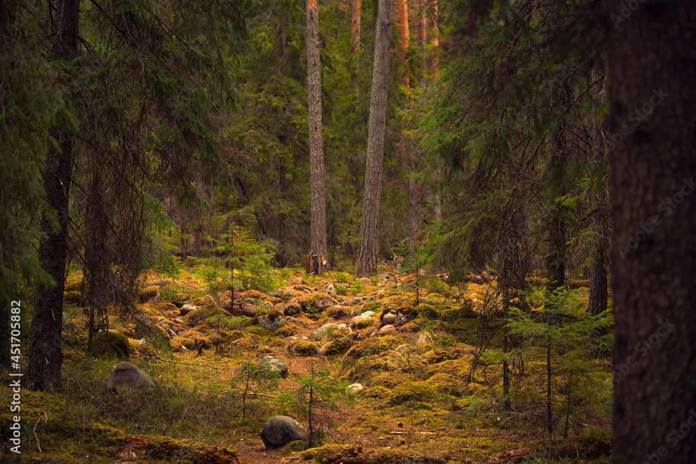 A clearing with stones in the forest - obrazy, fototapety, plakaty 