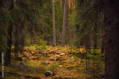 A clearing with stones in the forest