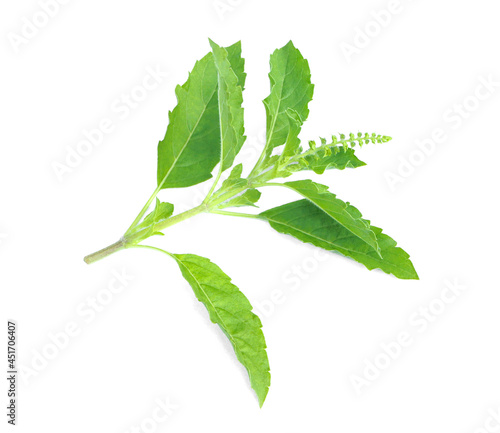 Tree basil leaf top with flower on white background. (Holyleaf).
