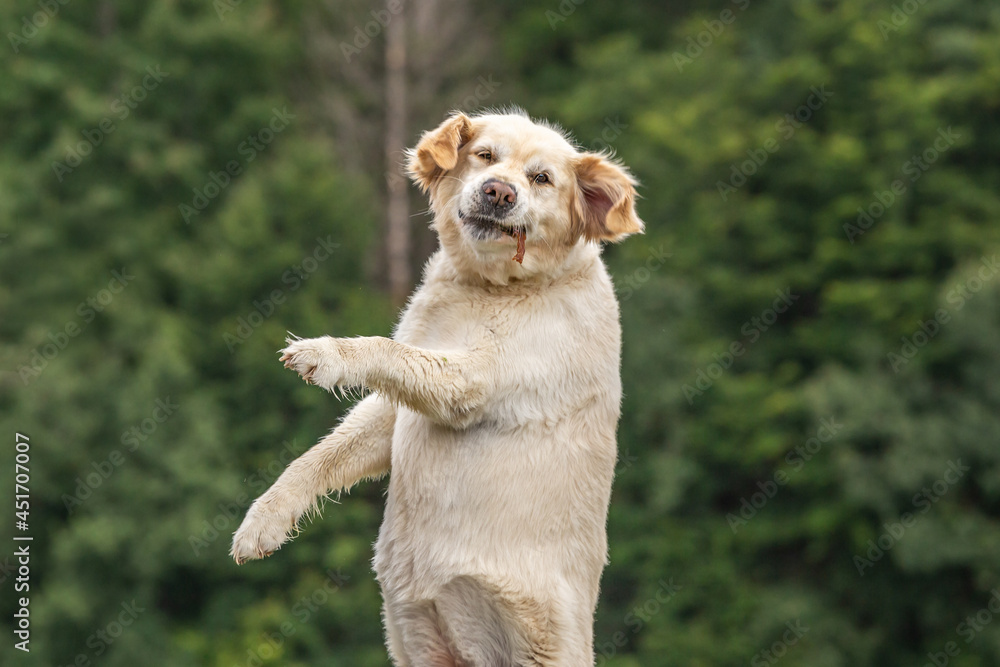 Ταπετσαρία A dog catching a dog treat. Dog jumps for catching a dog treat