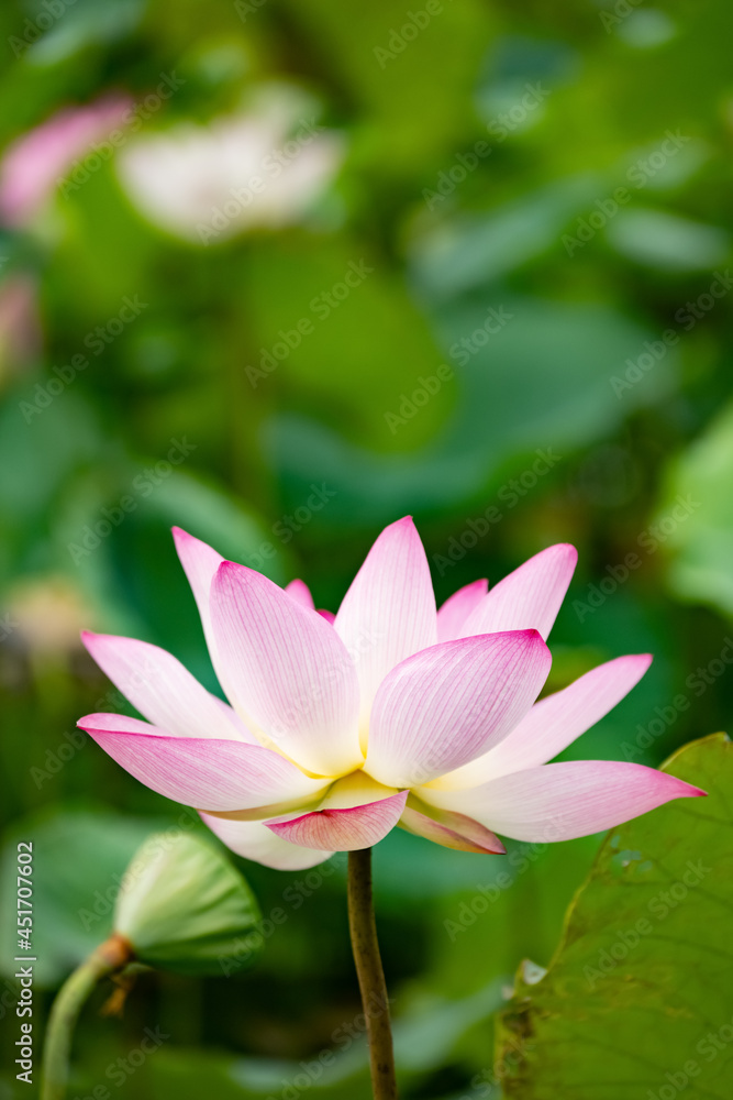 blooming lotus flower at vertical composition