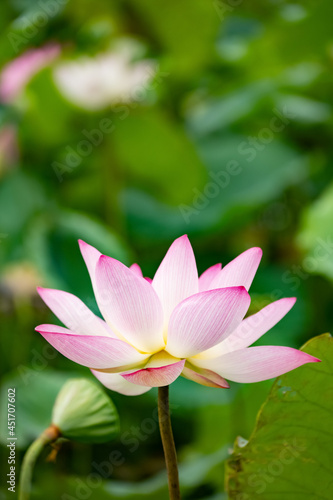 blooming lotus flower at vertical composition