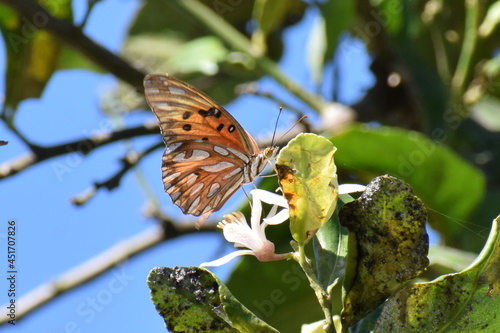 mariposa