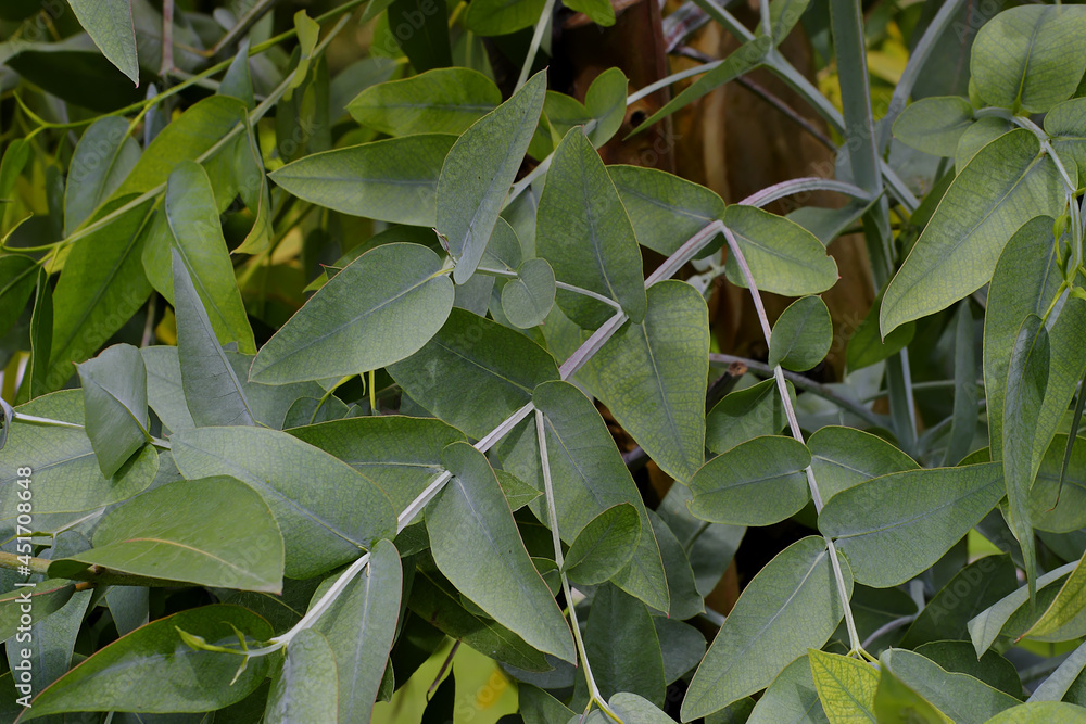 Fototapeta premium Green leaf / leaves of the fever tree (eucalyptus) on tree in early summer