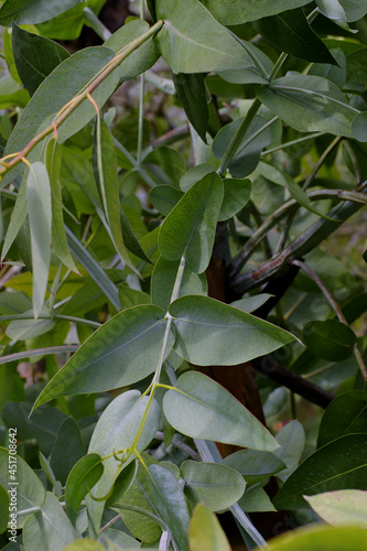 Green leaf / leaves of the fever tree (eucalyptus) on tree in early summer