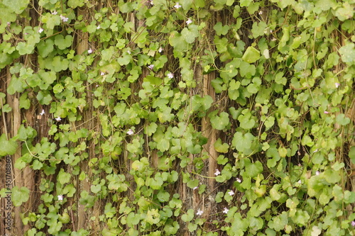 green vine on the wall, palm logs background  © Emily