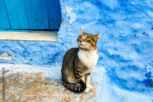 Cat at blue city © elyousfi