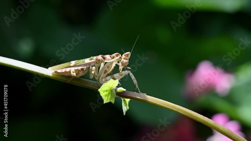 Jeweled Flower Mantis, Creobroter gemmatus, Thailand; facing to the right while on a vine as it preens itself during a lovely morning in Thailand. photo