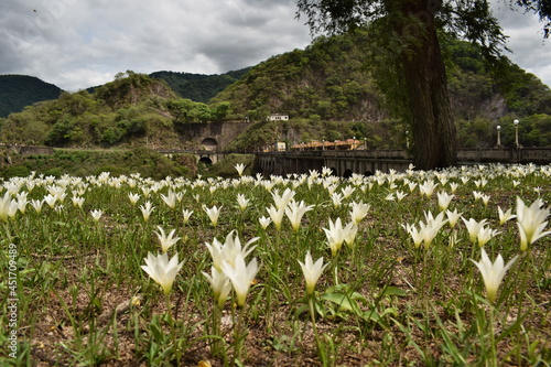 flores